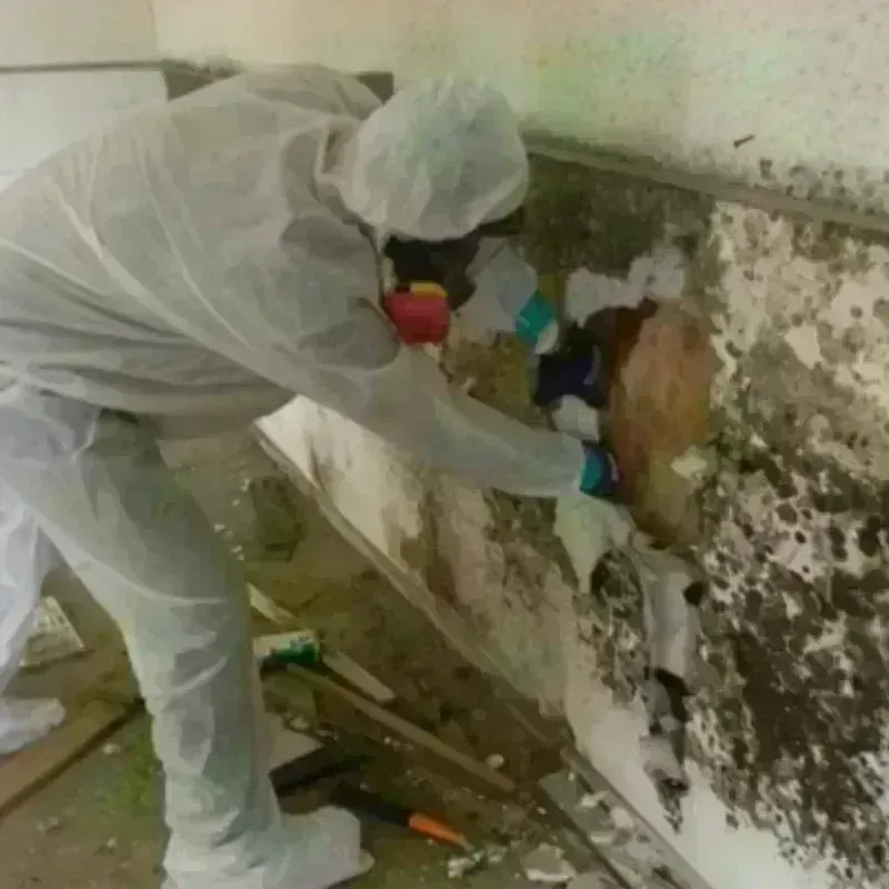 Mold Remediation and Removal in Morenci, MI